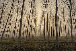 霧,樹,景觀
