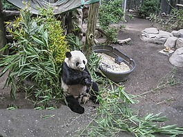 熊貓,熊,動(dòng)物園