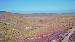 開花沙漠,開花,紫色