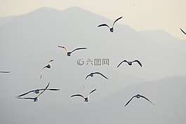 海鷗,鳥,飛行