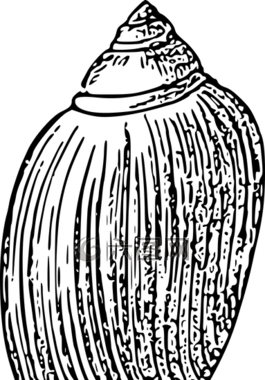 海灘,海,貝殼