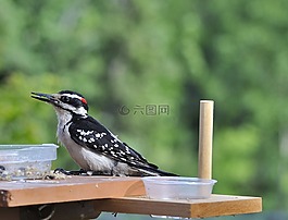 啄木鳥,鳥,禽