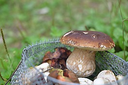 蘑菇,森林蘑菇,林