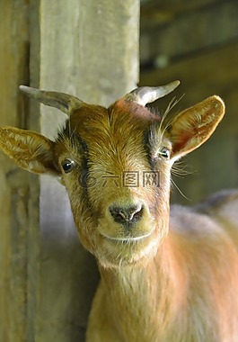 山羊,性質(zhì),侏儒山羊