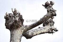 樹,分支機(jī)構(gòu),秋