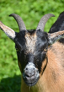 山羊,性質(zhì),動(dòng)物