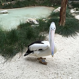 鵜,鳥,鳥嘴