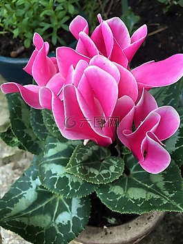 粉紅色的花,盆栽植物,花園
