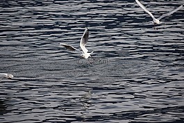 海鷗,鳥,飛行