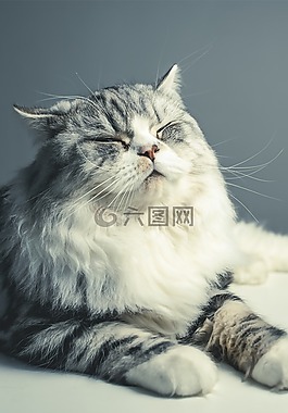 貓,波斯品種,黑灰貓