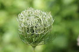 自然,野生花卉,植物