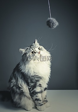 貓,波斯品種,黑灰貓