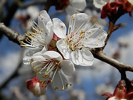 花,杏,春天