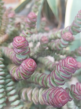仙人掌,花,粉红色