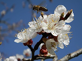花,杏,蜜蜂