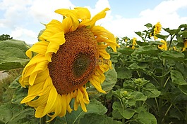 太陽花,開花,黃色