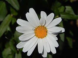 雛菊,花,花園