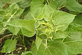 太陽花,芽,綠色