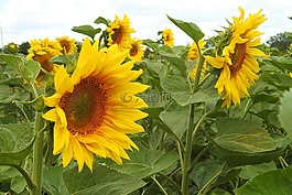 向日葵,開花,黃色
