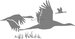 鵝,鳥,飛行