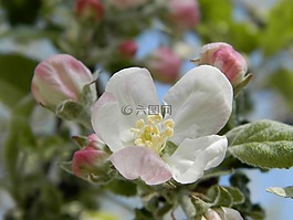 蘋果樹,花,春天