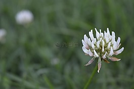 自然,花,植物區(qū)系