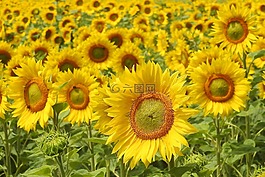 向日葵,開花,黃色