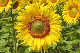 向日葵,開花,黃色