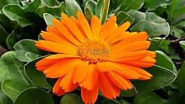 植物,性質(zhì),花