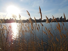 紐約,中央公園,曼哈頓