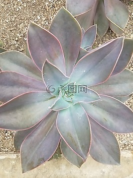多汁,紫色,沙漠