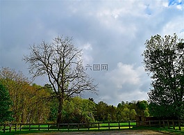 樹,綠色,陽光