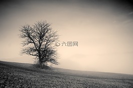 樹,西,霧