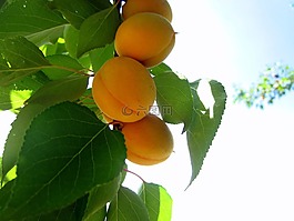 杏,橙色,夏季