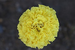 黃色,花卉,性質(zhì)