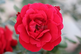 玫瑰,紅色,花卉