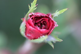 紅色,玫瑰,花園