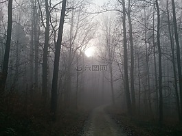 森林,霧,秋季