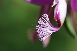 花卉,性質(zhì),粉紅色