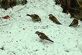 雪,冬天,冷