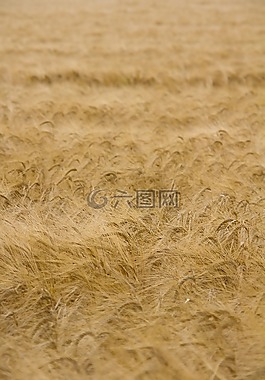 玉米,原野,黃色