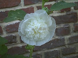 花,蜀葵,alcea天