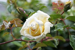 花,粉色,花園