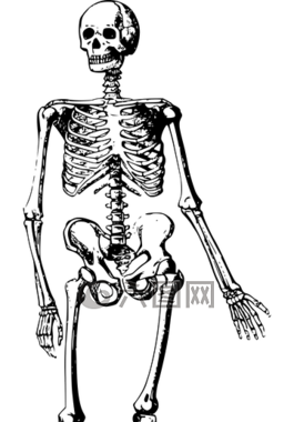 骨骼,被埋,死亡