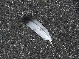 春天,鳥(niǎo),羽毛