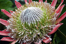 花,開花,關(guān)閉