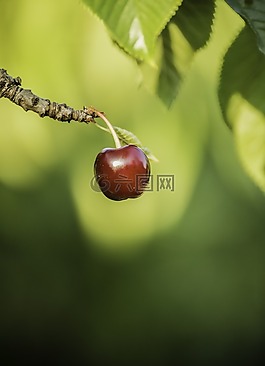 樱桃,水果,吃