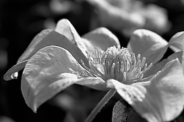 開花,葉子,廠