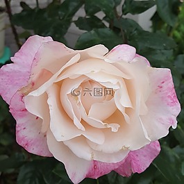 玫瑰,花,花瓣