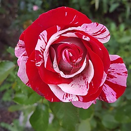 花,玫瑰,花瓣